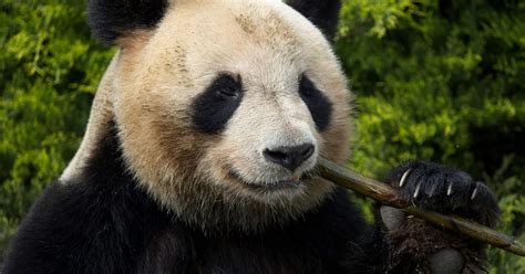 Putin turns on the pandas! Russia bans WWF amid civil society crackdown